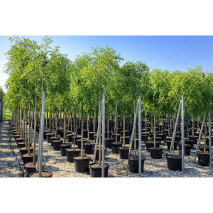 Sofora japonská (Sophora japonica) PENDULA - výška 200-250 cm, obvod kmeňa 8/10 cm, kont. C30L 